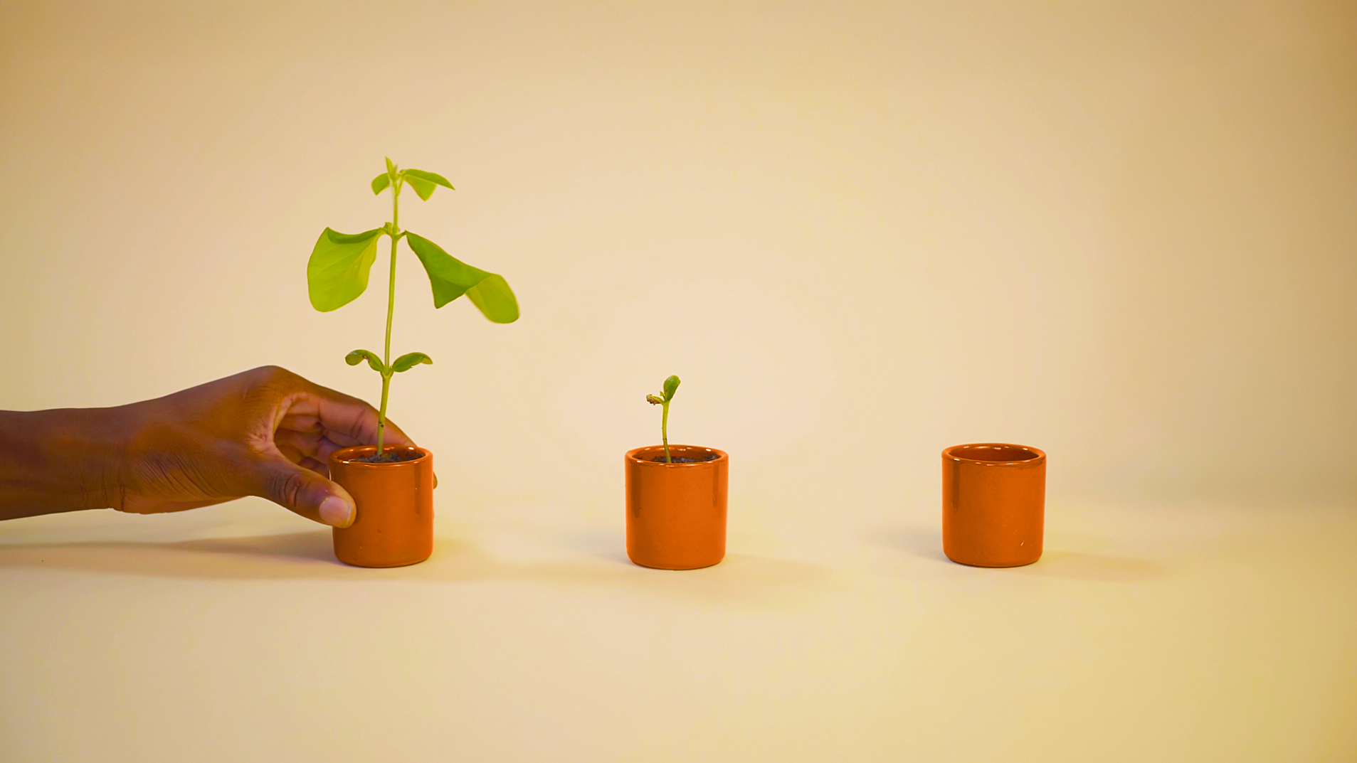 Il y a trois pots alignés. Celui de droite est vide, celui du milieu possède une jeune pousse de plante. Dans le troisième à gauche une main tient le pot avec une jeune plante